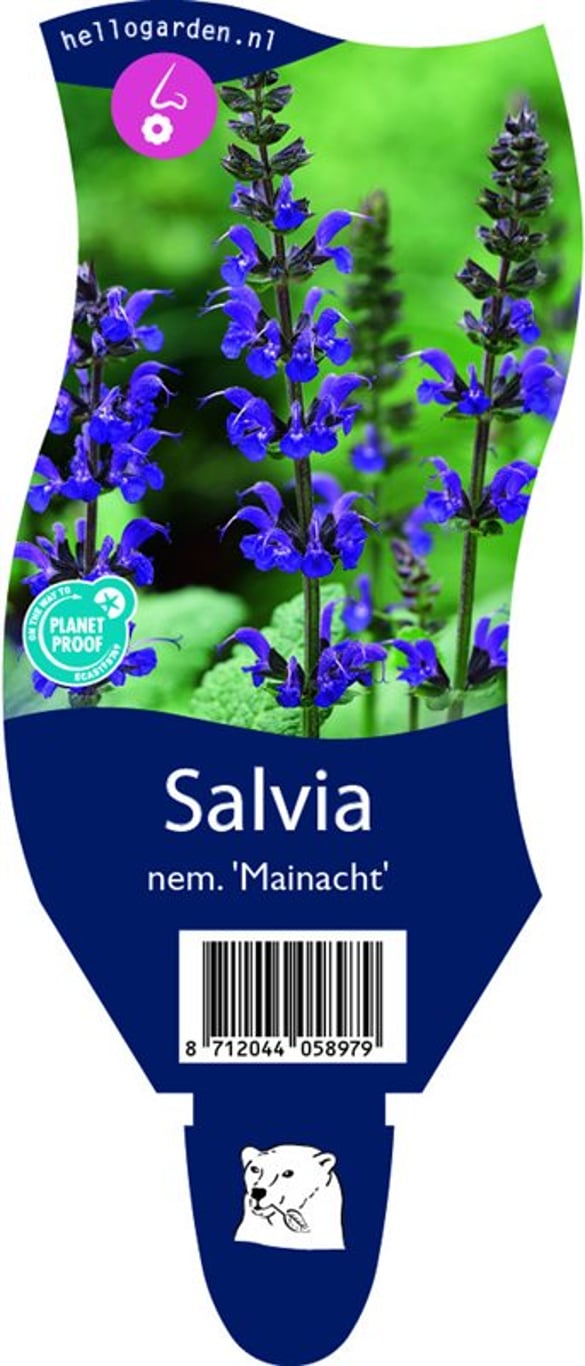 Salvia nem. 'Mainacht' - P11